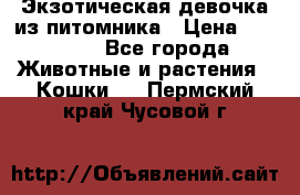 Экзотическая девочка из питомника › Цена ­ 25 000 - Все города Животные и растения » Кошки   . Пермский край,Чусовой г.